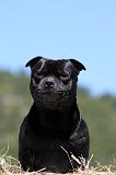 STAFFIE 366